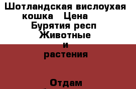 Шотландская вислоухая кошка › Цена ­ 1 - Бурятия респ. Животные и растения » Отдам бесплатно   . Бурятия респ.